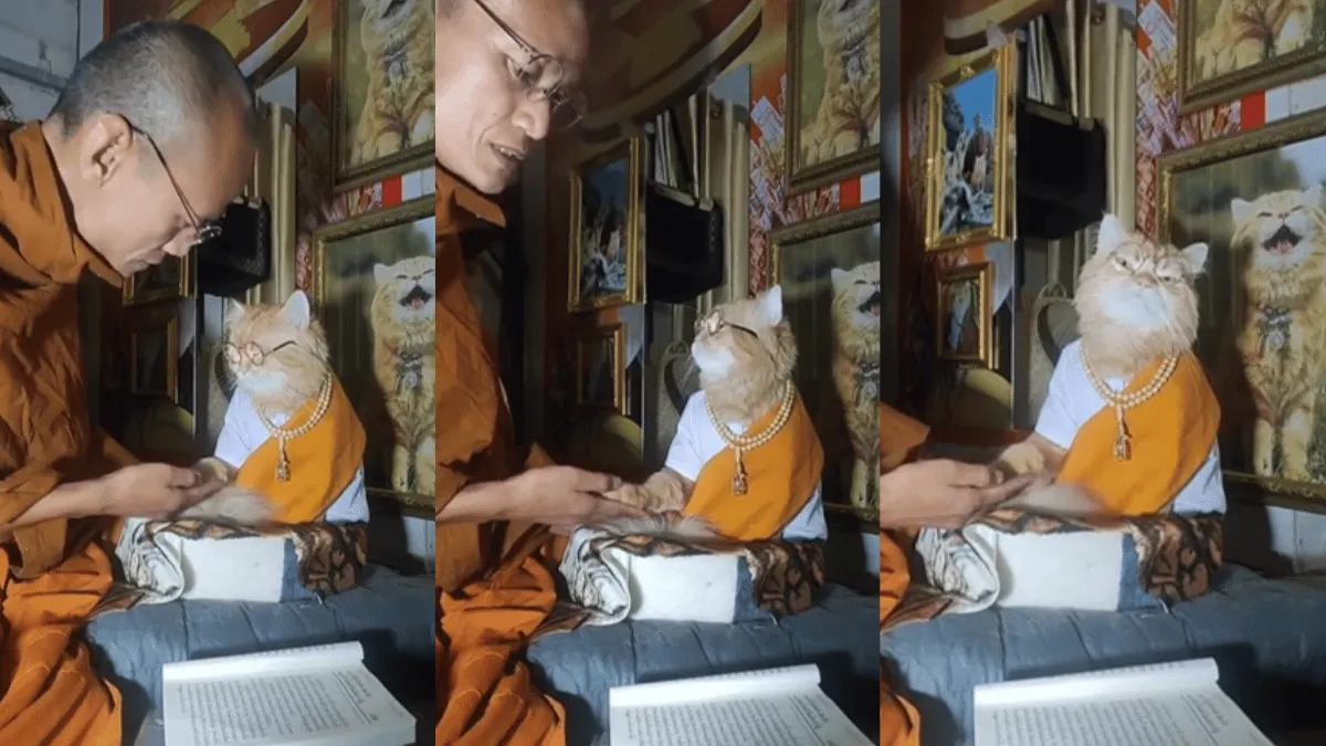 viral-video-showing-buddhist-cat-receiving-dharma-lessons-is-too-adorable-to-miss-watch